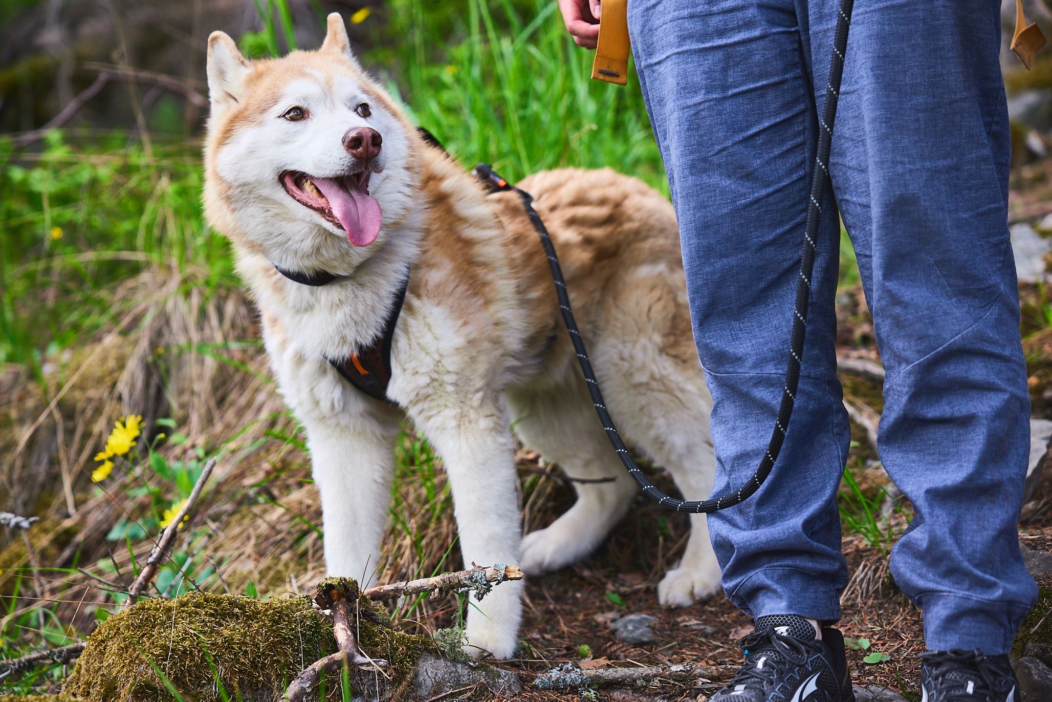 Rock adjustable leash 2,5 meter