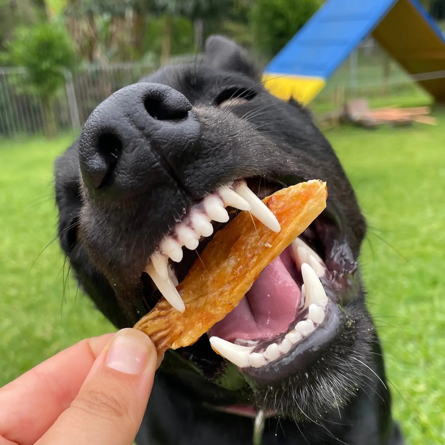 Sushi time - salmon belly