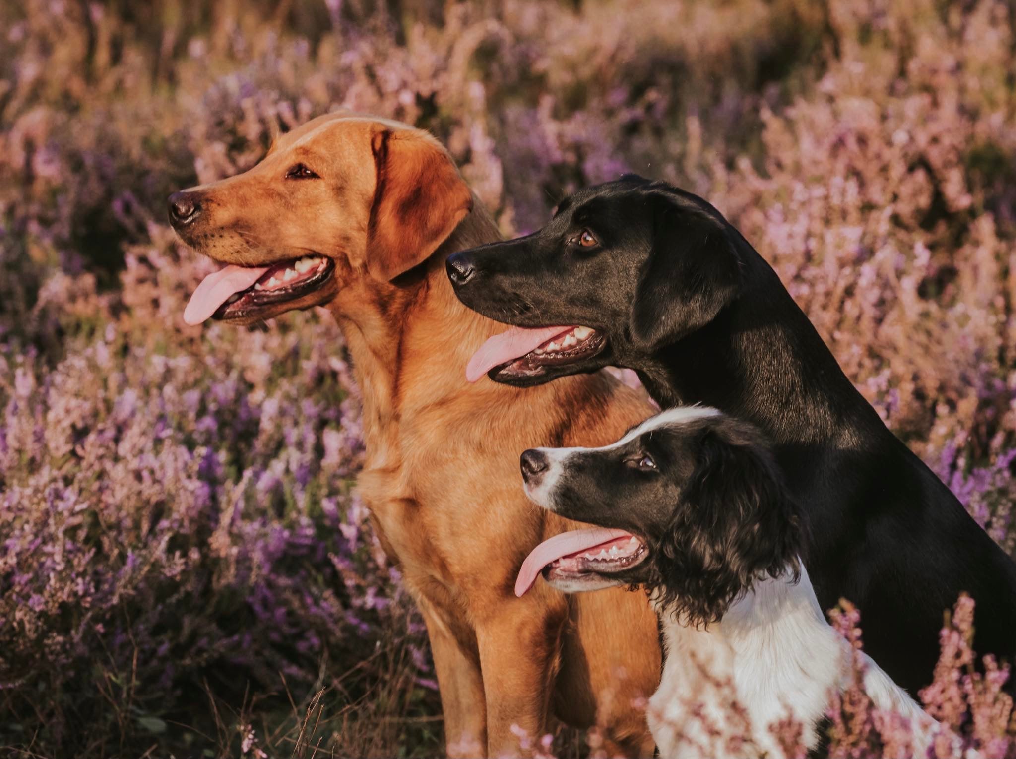 All4Gundogs