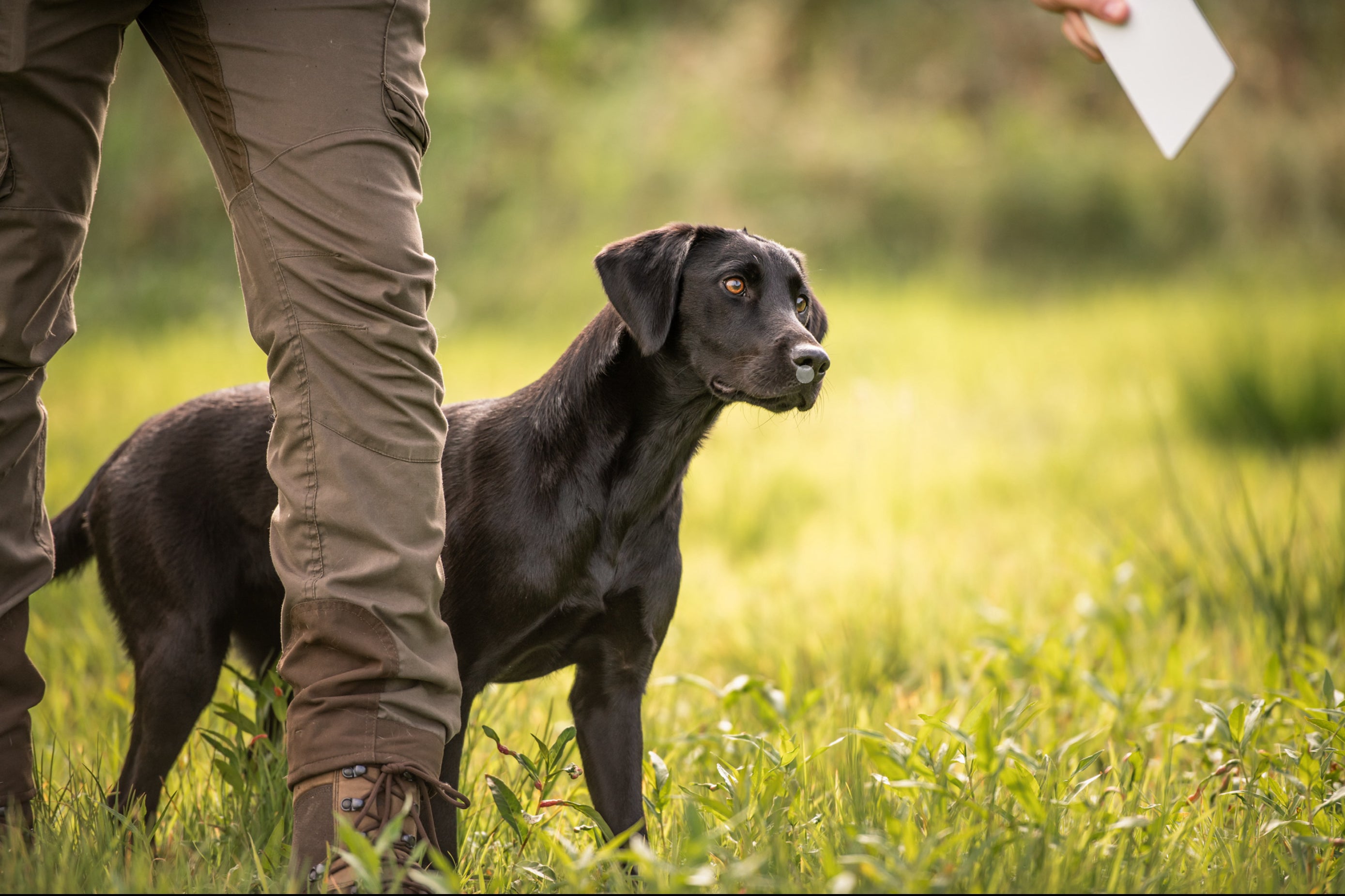 All4Gundogs