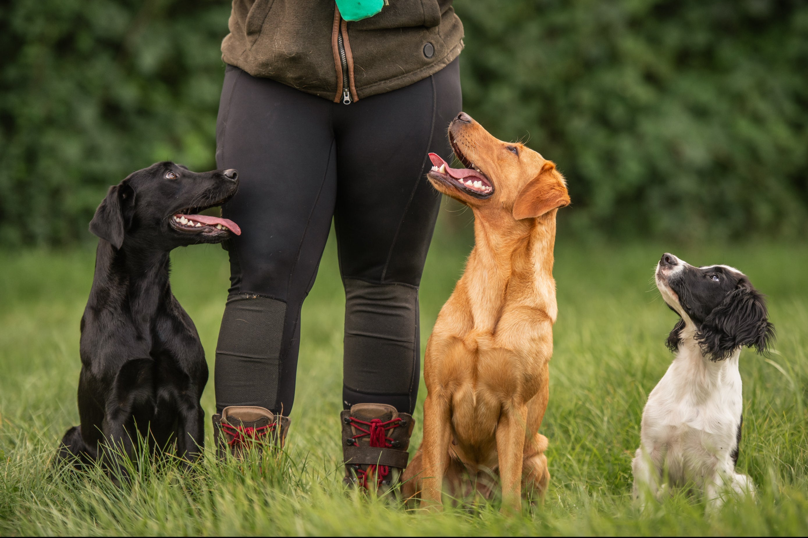 All4Gundogs