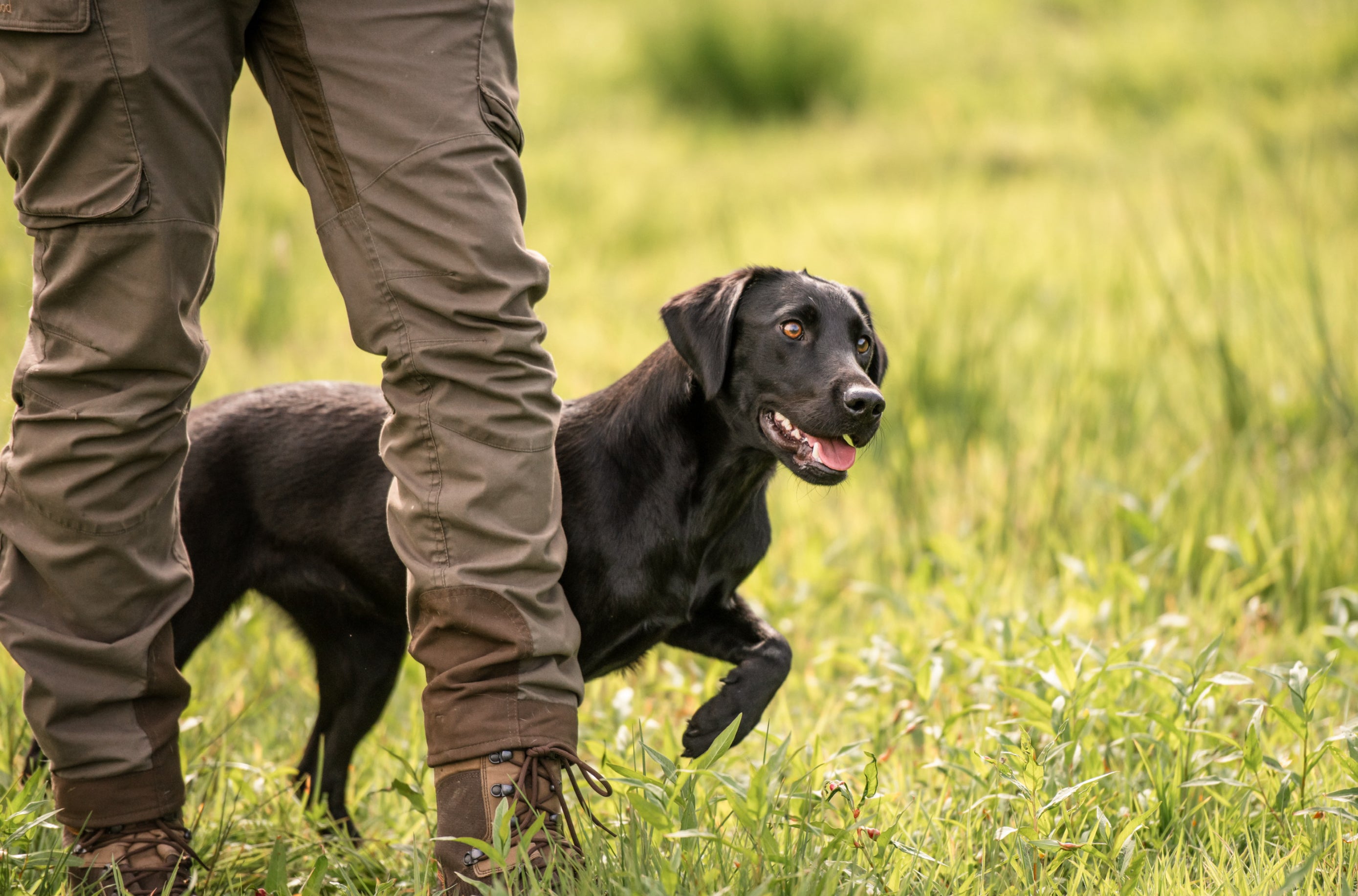 All4Gundogs