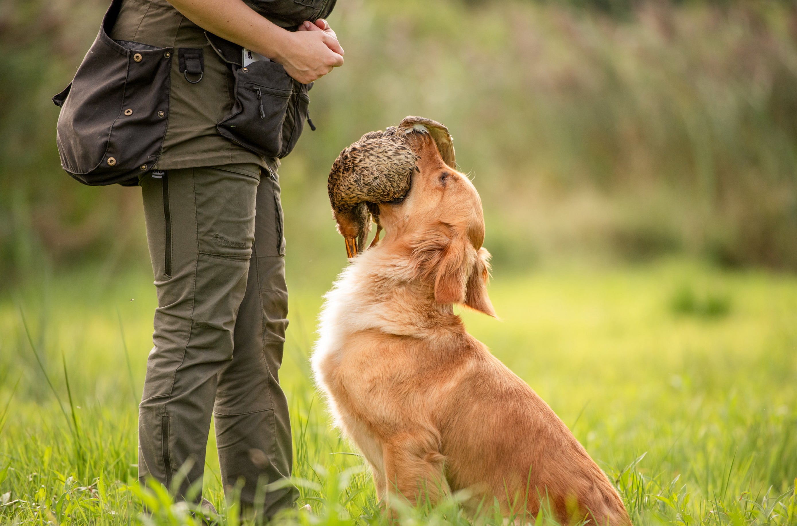 All4Gundogs