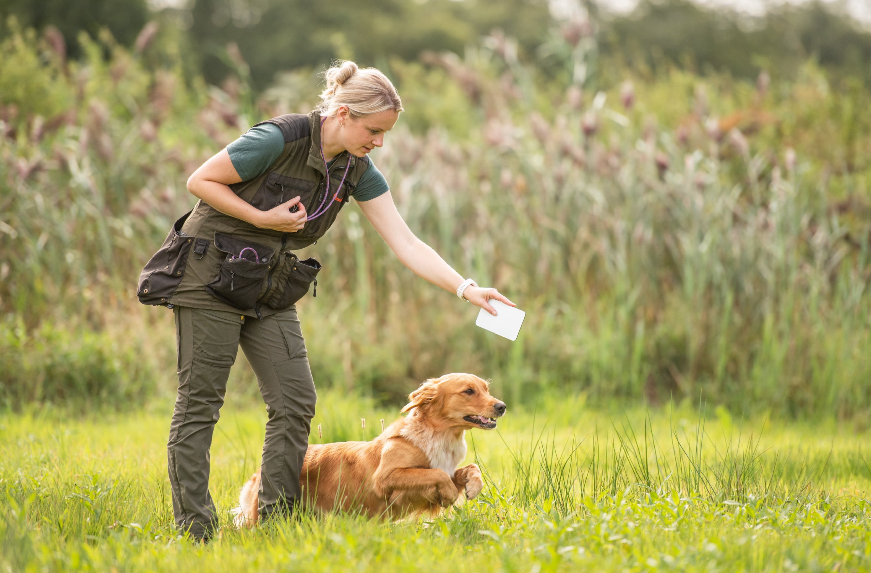 All4Gundogs