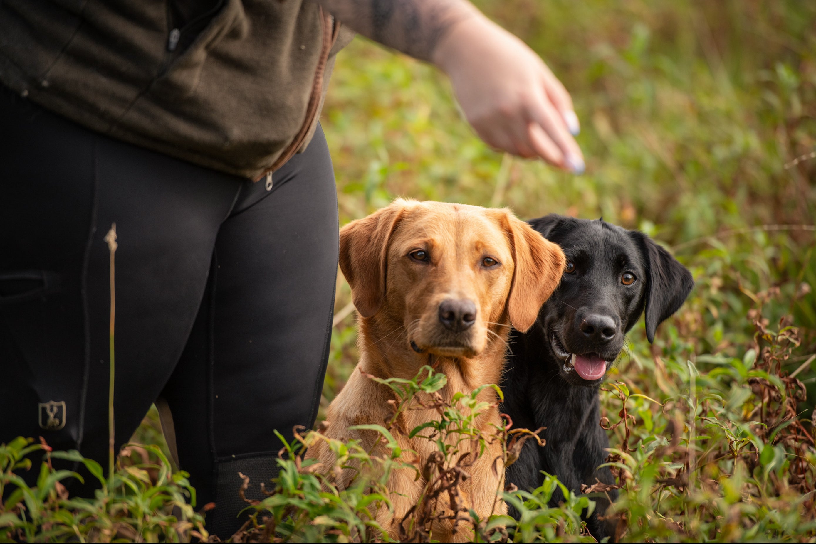 All4Gundogs